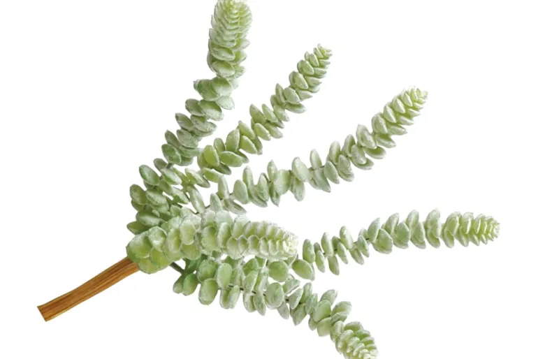 11″ Agave Plant Pick, Green