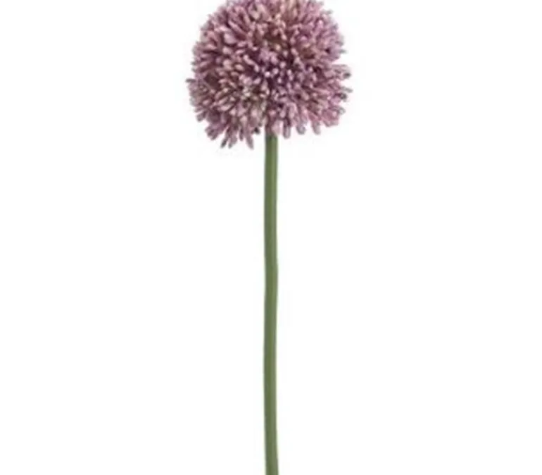 Allium Spray – 18-inch