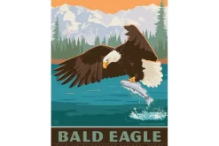 Bald Eagle – 300 Piece Puzzle