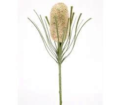 29.5″ Banksia Stem, Cream