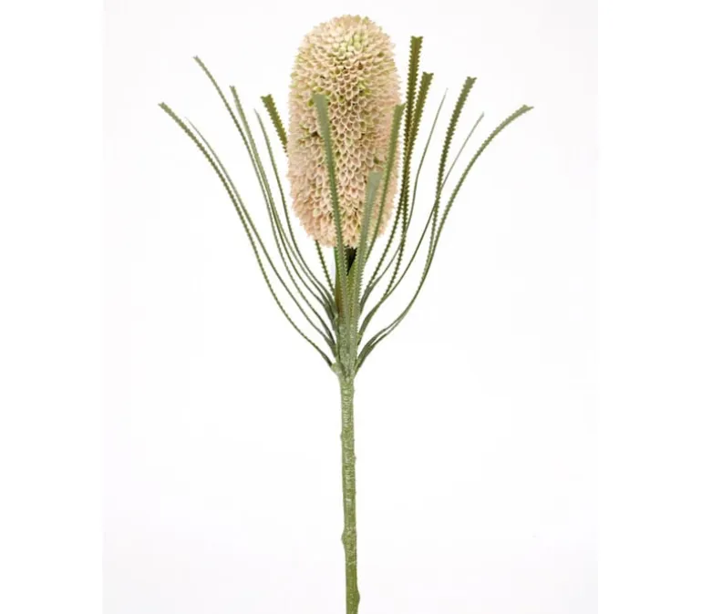 29.5″ Banksia Stem, Green