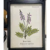 Botanical Framed Art – Bear Root
