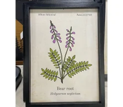 Botanical Framed Art – Bear Root
