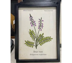 Botanical Framed Art – Bear Root
