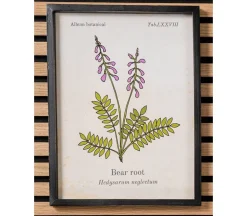 Botanical Framed Art – Bear Root