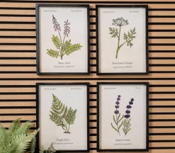 Botanical Framed Art – Bear Root