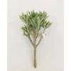 Bush – Aloe Plicatilis – 9-inch
