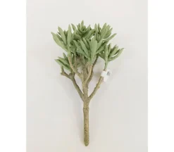 Bush – Aloe Plicatilis – 9-inch