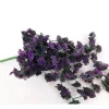 Bush – Flowering Succulent – 10-inch