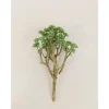 Bush – Mini Echeveria – 10-inch