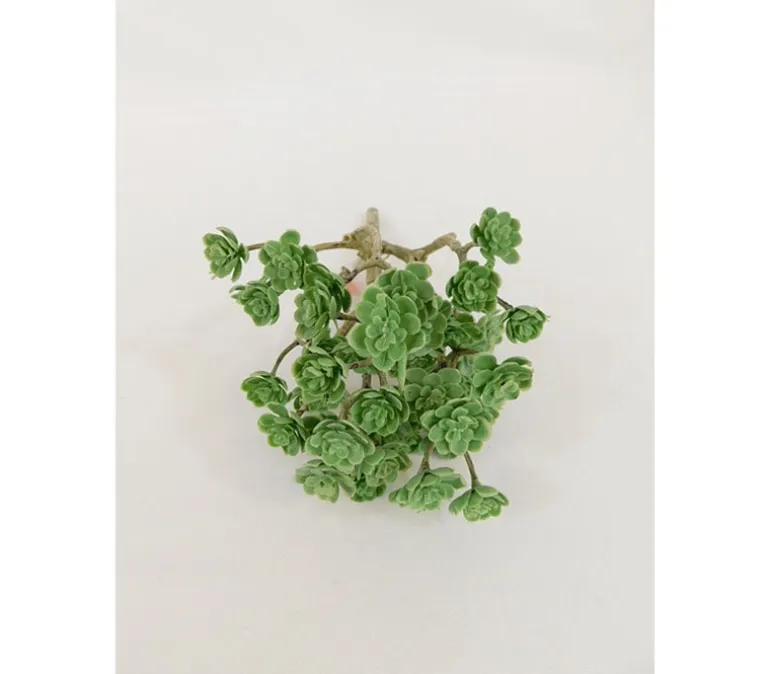 Bush – Mini Echeveria – 10-inch