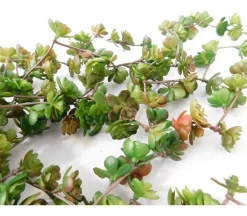 Bush – Succulent – 22-inch