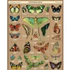 Cavallini Puzzle – Vintage Bees and Honey – 1000 Piece