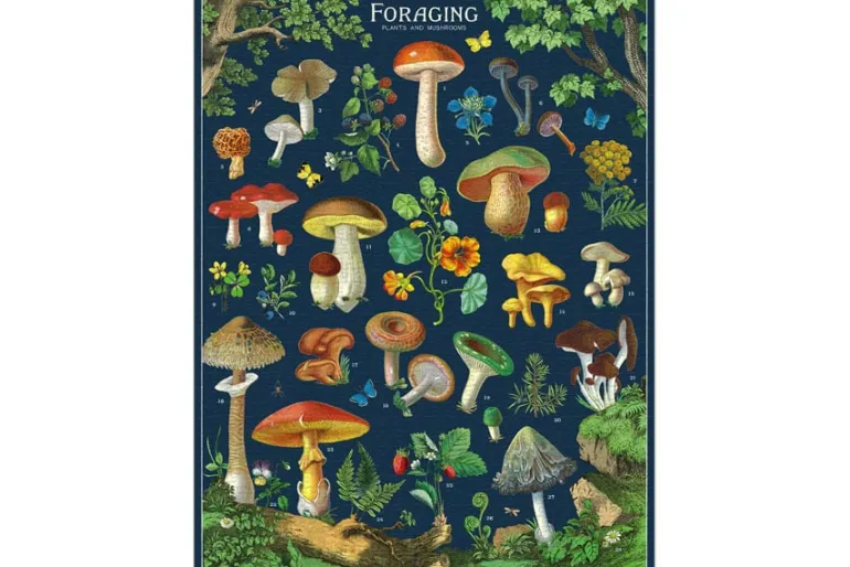 Cavallini Puzzle – Vintage Forage – 1000 Piece