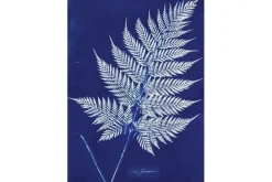 Cyanotype Kit
