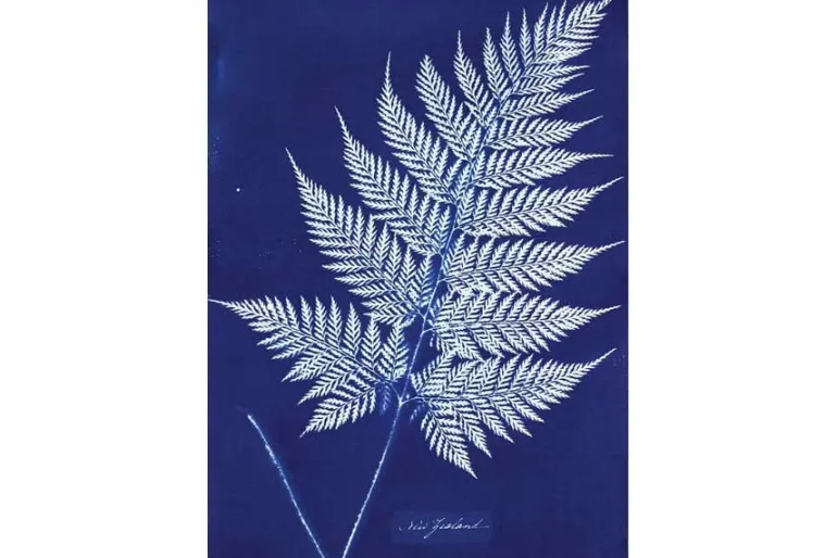 Cyanotype Kit