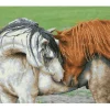 Diamond Dotz Courtship Kit