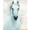 Diamond Dotz Imperial Stallion Kit