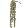 19″ Donkey Tail Vine