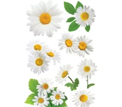 3D Stickers – Oxeye Daisy