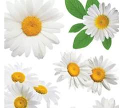 3D Stickers – Oxeye Daisy