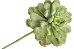 5″ Dusty Green Sedum Pick