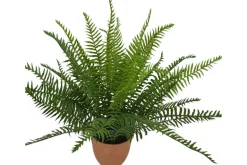 21″ Fittonia Bush