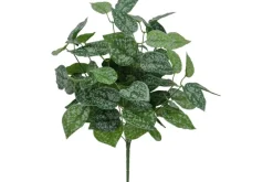 21″ Fittonia Bush