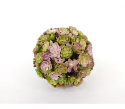 Floral Ball – Flowering Succulent – 4-inch