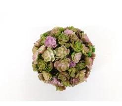 Floral Ball – Flowering Succulent – 4-inch
