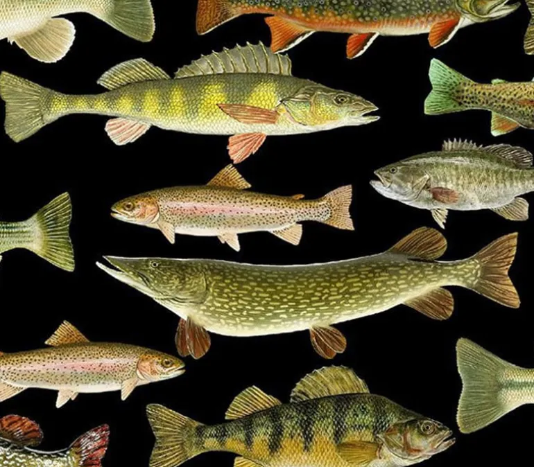 Fresh Water Fish Allover On Black