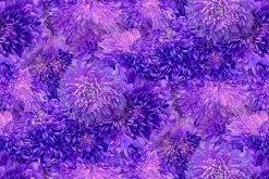 Garden Delight Towel Band 22-1/2-inches x 42-inches