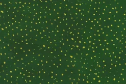 Holiday Flourish Forest Glen Dots on Cream with Gold Metallic