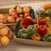 13.8″H X 11.8″W Velvet Pumpkin (Bag of 9) Orange Green