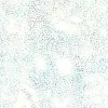 Jewel Batiks Dotted Stripe in Vegas Purple