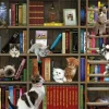 Kitty Librarians – 1000 Piece Puzzle