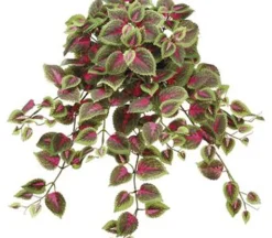 20″ Mini Coleus Bush, Red