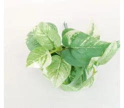 10″ Mini Pothos Leaves Pick