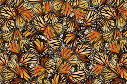 Monarch Meadows Towelband Cut 22.5-inches by 42-inches