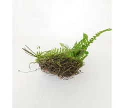 10″ Nest with Eggs & Ferns