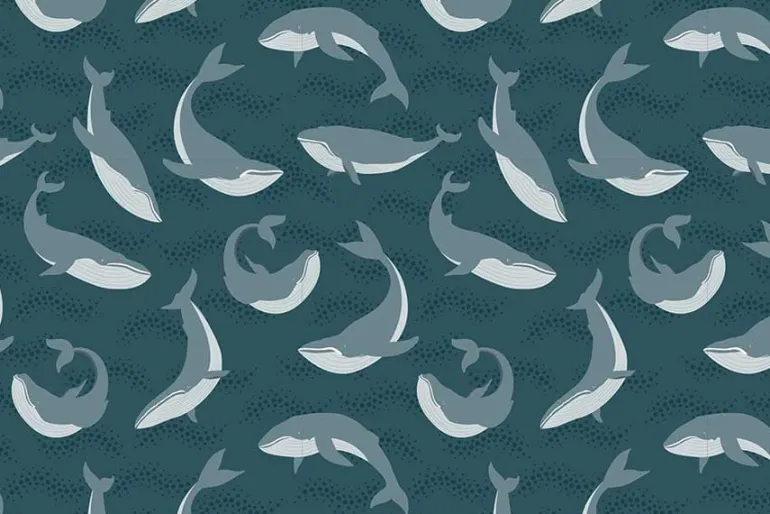 Pacific Northwest Wild Humpback Whales on Blue