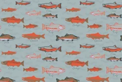 Pacific Northwest Wild Salmon on Gray