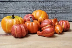 12pc. Pumpkin & Gourd Filler