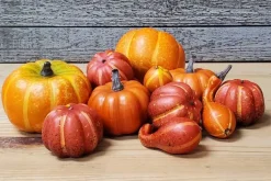 12pc. Pumpkin & Gourd Filler