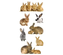Photo Real Stickers – Bunny