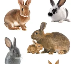Photo Real Stickers – Bunny
