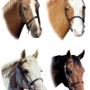 Photo Real Stickers – Horses