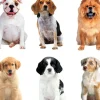 Photo Real Stickers – Mini Mixed Dogs