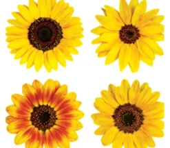 Photo Real Stickers – Mini Sunflower