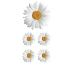 Photo Real Stickers – Oxeye Daisy